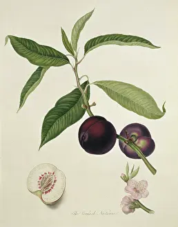 Juicy: Prunus sp. nectarine (Vermash Nectarine)