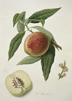Juicy: Prunus sp. peach (Bourdine Peach)