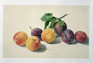 Juicy: Prunus sp. peaches and plums