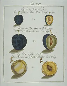 Amygdaleae: Prunus sp. plum