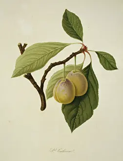 Juicy: Prunus sp. plum (Catherine Plum)