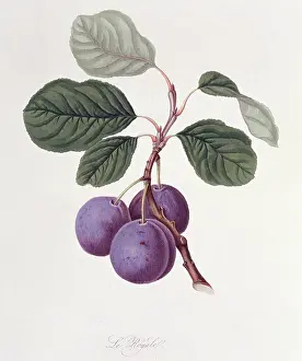 Royale: Prunus sp. plum (La Royale Plum)