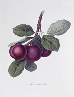 Londinensis: Prunus sp. plum (The Nectarine Plum)