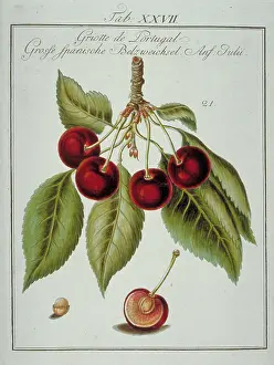 Amygdaleae: Prunus sp. Portuguese cherry