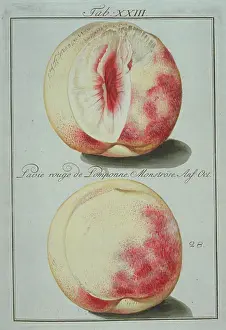 Amygdaleae: Prunus sp. red pompon clingstone peach