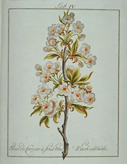 Franconica: Prunus sp. round fruited cherry