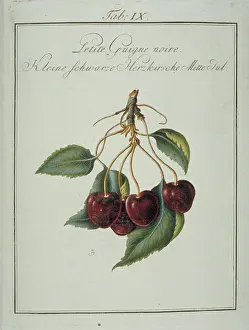 Franconica: Prunus sp. small blackheart cherry