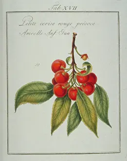 Franconica: Prunus sp. small early red cherry
