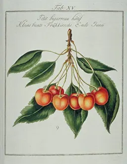 Franconica: Prunus sp. small early whiteheart cherry