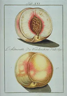 Amygdaleae: Prunus sp. wonder peach