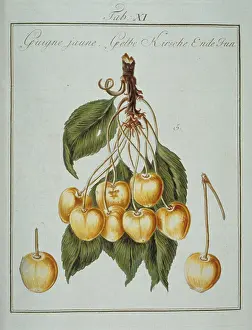 Franconica: Prunus sp. yellowheart cherry