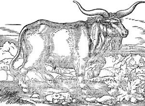 1553: A prussian wild bull