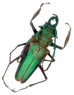 Longhorned: Psalidognathus friendi, longhorn beetle