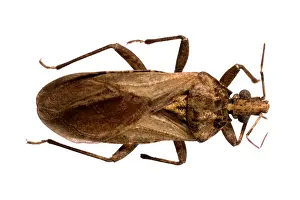 Triatominae: Psammolestes tertius, triatomine bug