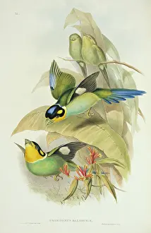 Long Tailed: Psarisomus dalhousiae, long-tailed broadbill