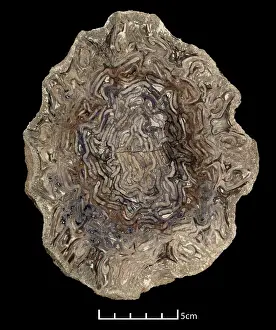 Kenrick: Psaronius, tree fern
