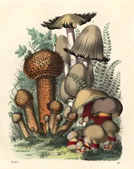 Agaricus: Psathyrella spadicea, Pholiota squarrosus