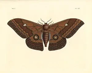 Saturnia: Pseudobunaea alinda moth