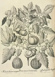 Botanic: Pseudocolocynthis pomiformis by Basil Besler
