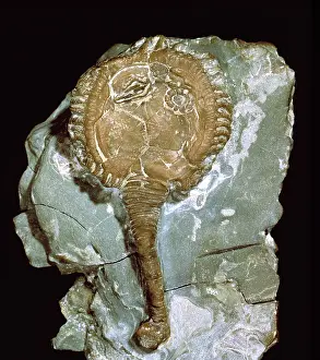Magnificus: Pseudocrinites magnificus, cystoid