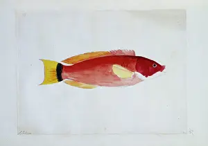 Labridae: Pseudolabrus miles, scarlet wrasse