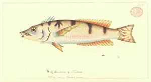 Watling: Pseudolabrus sp. wrasse