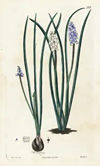 Muscari: Pseudomuscari pallens