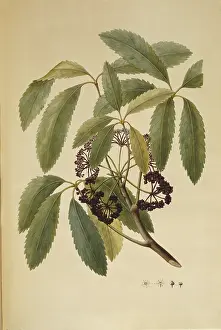 Endeavour: Pseudopanax arboreus, five finger