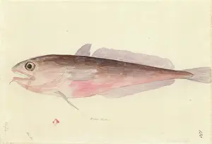 Gadiformes: Pseudophycis bacchus, red codling