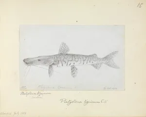 Catfish: Pseudoplatystoma sp.; doradid catfish
