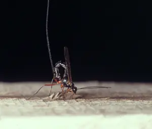 Ichneumon: Pseudorhyssa sp, ichneumon fly female
