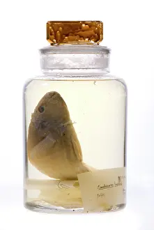 Galapagos: Pseudoscarus lepidus, parrot fish