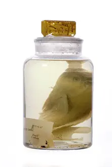 Galapagos: Pseudoscarus lepidus, parrot fish