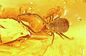 Pseudoscorpion: Pseudoscorpion in Baltic amber