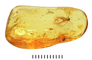 Palaeogene: Pseudoscorpion in Baltic amber