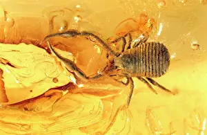 Palaeogene: Pseudoscorpion in Baltic amber