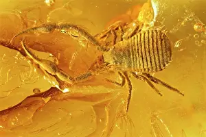 Palaeogene: Pseudoscorpion in Baltic amber