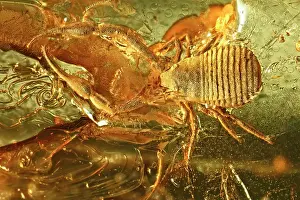 Palaeogene: Pseudoscorpion in Baltic amber