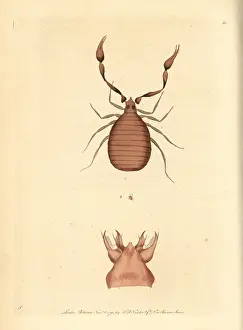 Pseudoscorpion: Pseudoscorpion, Chelifer cancroides