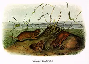 Pouched: Pseudostoma Douglassi