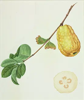 Eudicot: Psidium, guava