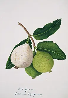 Myrtales: Psidium pyriferum, red guava