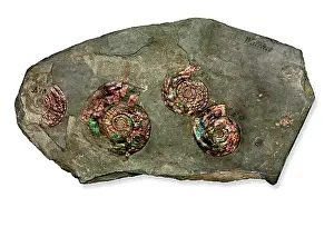 Watchet: Psiloceras planorbis, nacreous ammonite