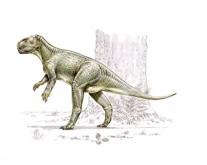 Ceratopia: Psittacosaurus
