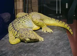 Ceratopia: Psittacosaurus