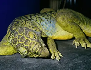 Ceratopia: Psittacosaurus