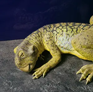 Ceratopia: Psittacosaurus