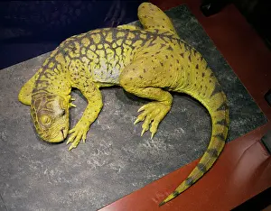 Ceratopsian: Psittacosaurus