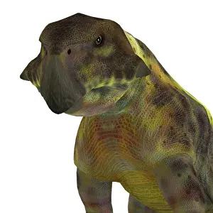 Ceratopsian: Psittacosaurus dinosaur head