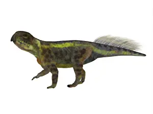 Psittacosaurid: Psittacosaurus dinosaur on white background